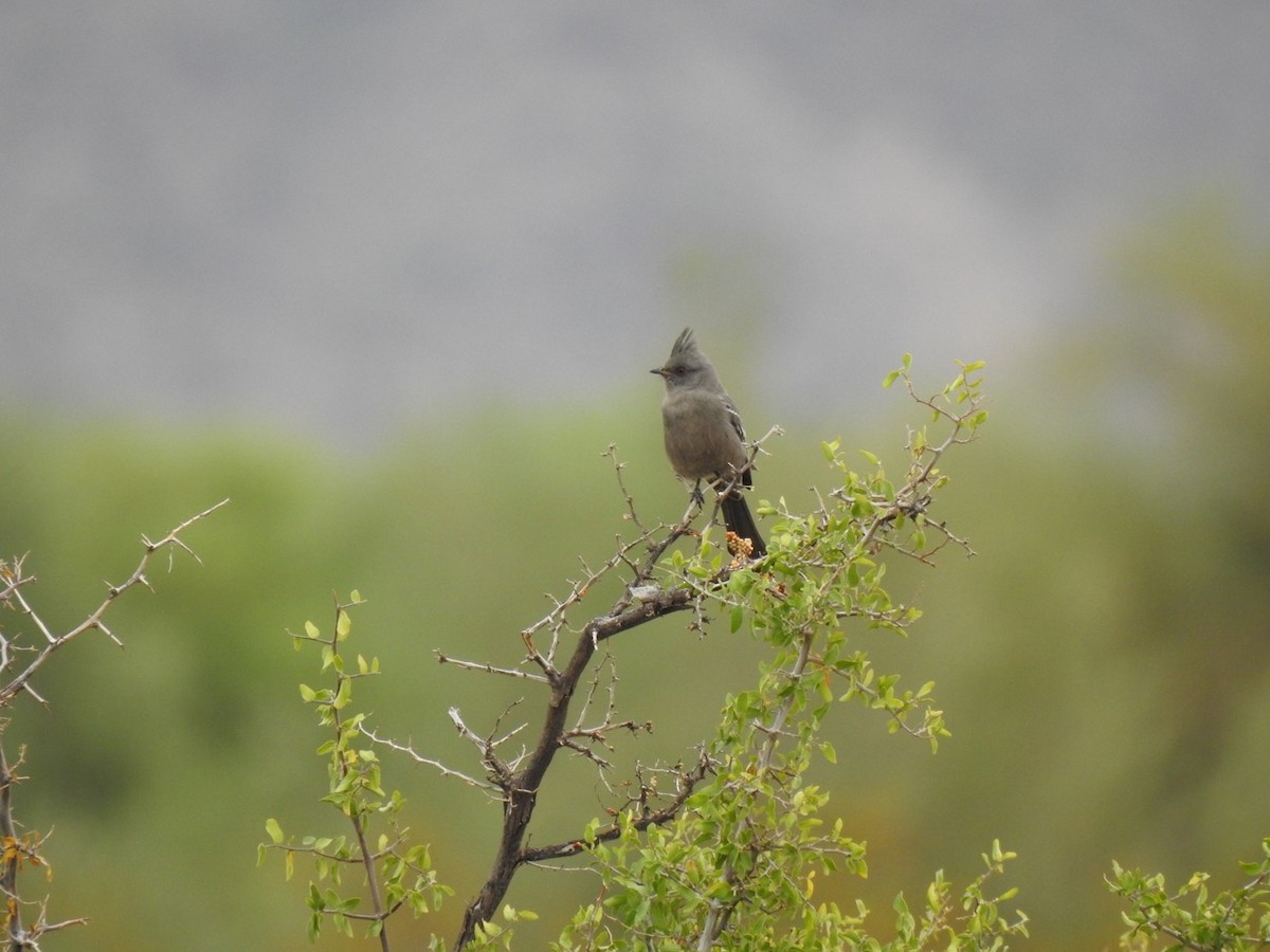 Phainopepla - ML611321882