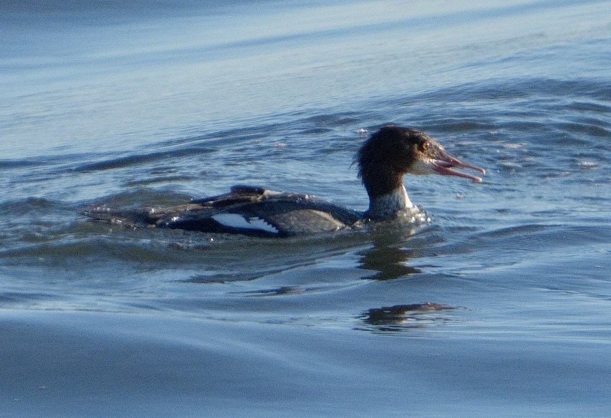 Common Merganser - ML611321973