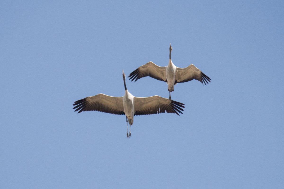 Common Crane - Paula González Lominchar