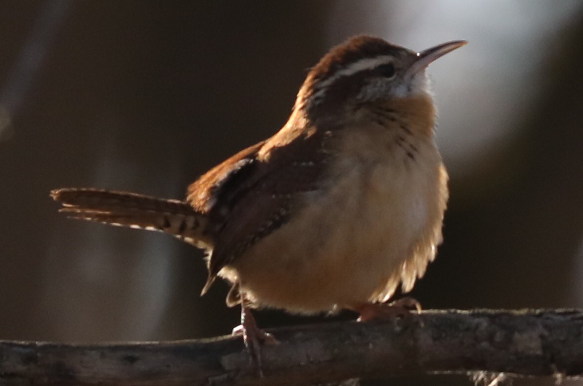 Carolina Wren - ML611321991