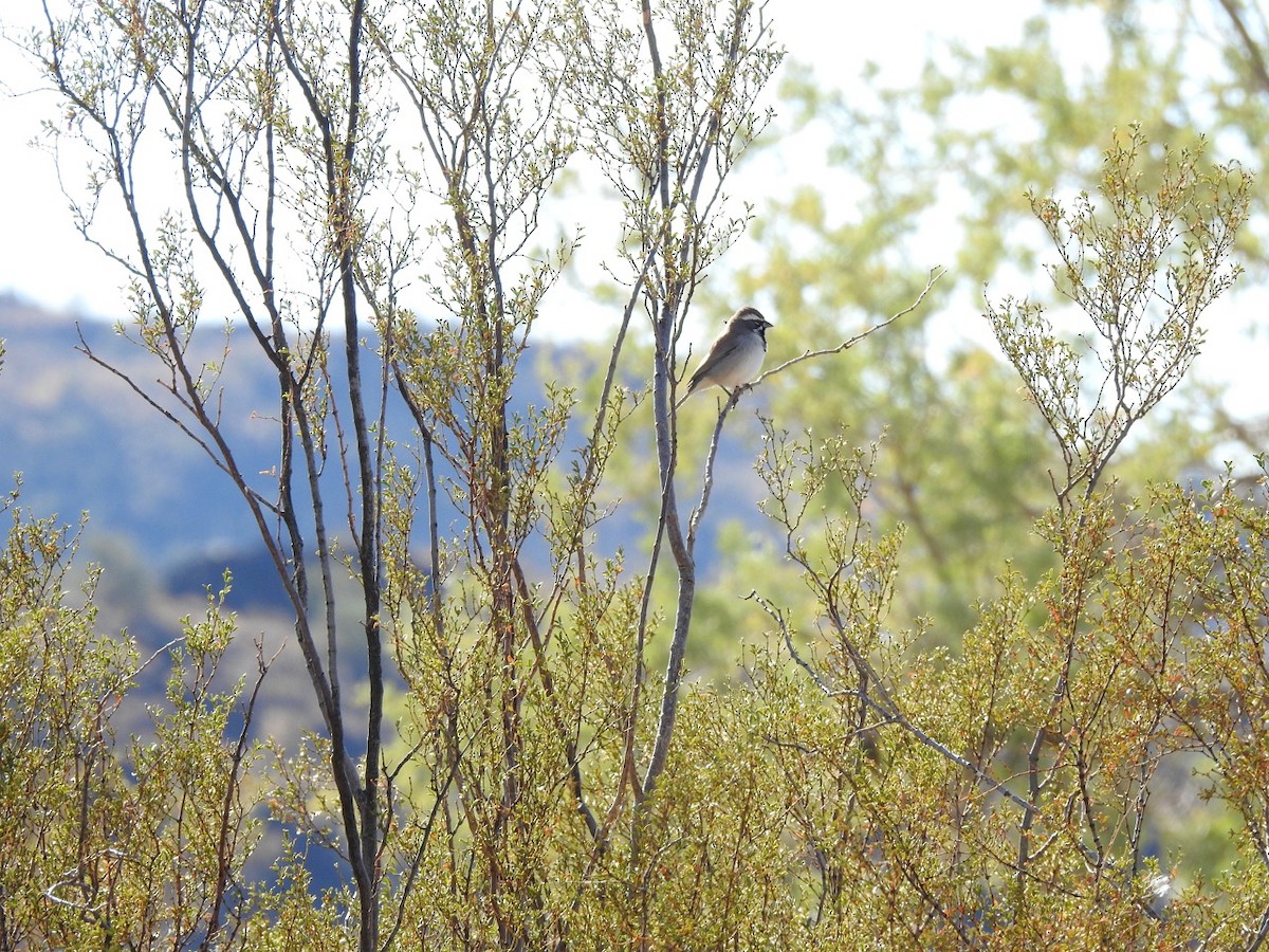 Black-throated Sparrow - ML611321992
