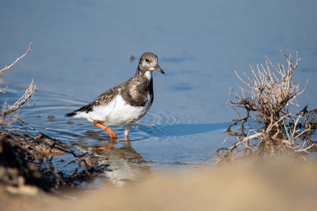 Ruddy Turnstone - Paula González Lominchar