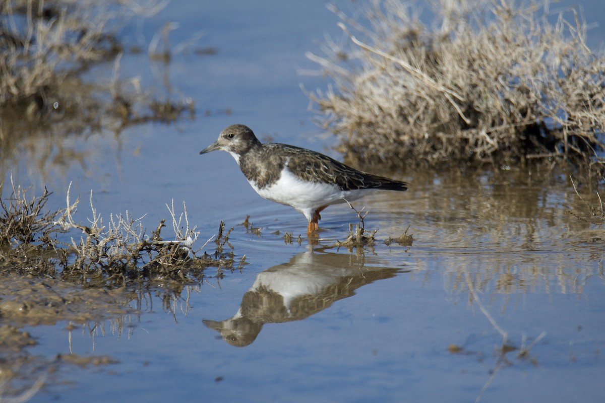 Ruddy Turnstone - Paula González Lominchar