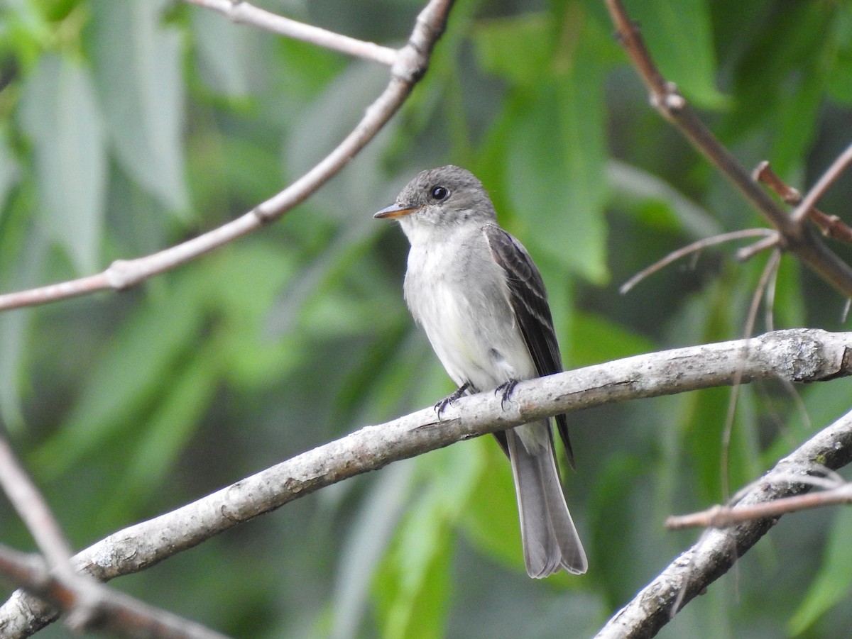 Eastern Wood-Pewee - ML611322022