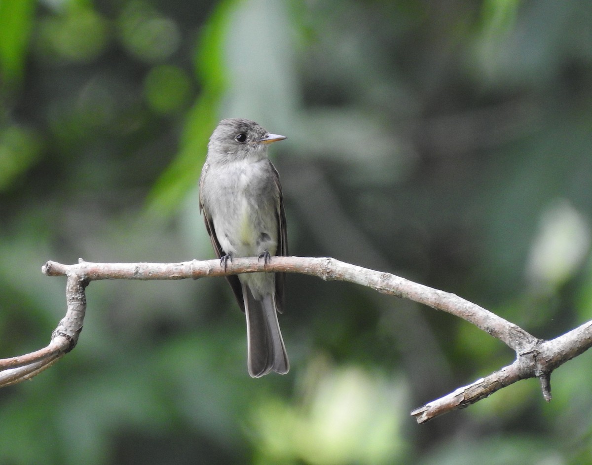 Eastern Wood-Pewee - ML611322023