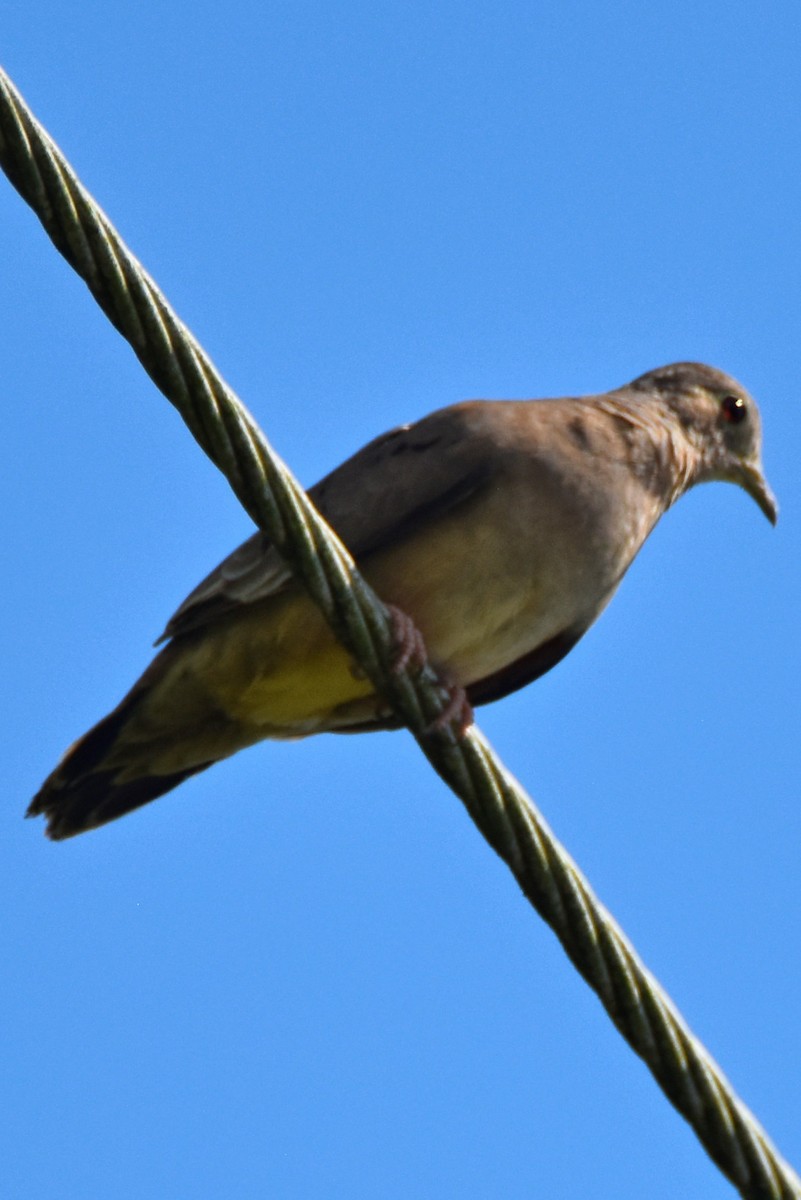 Plain-breasted Ground Dove - Peter Kavouras