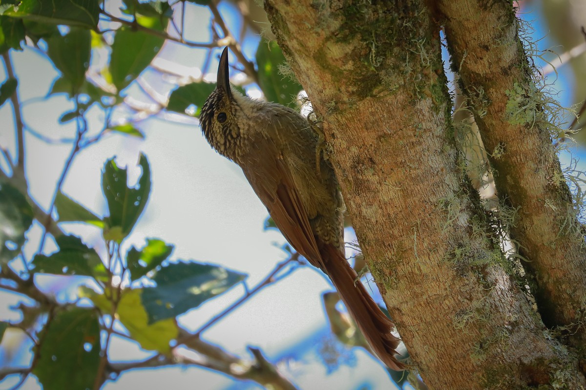 Planalto Woodcreeper - Stephan Skaarup Båsen Lund