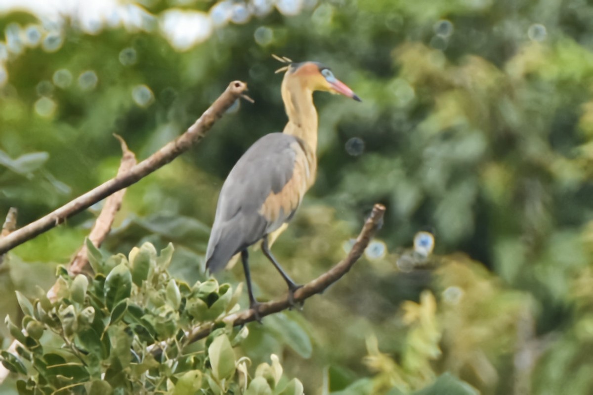 Whistling Heron - Peter Kavouras