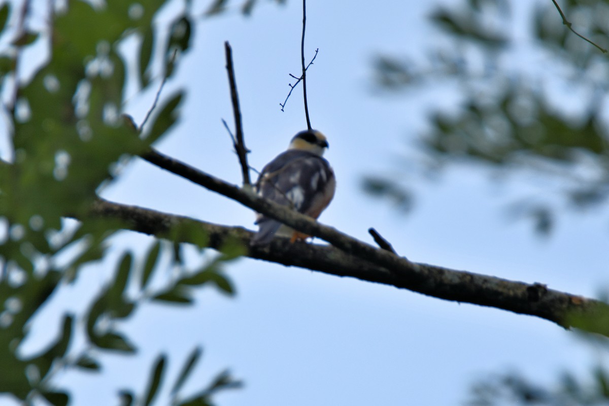 Pearl Kite - Peter Kavouras