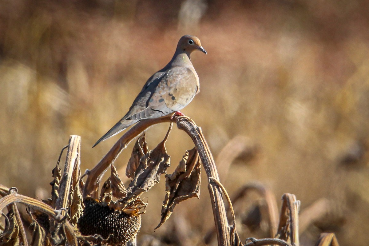 Mourning Dove - ML611322217