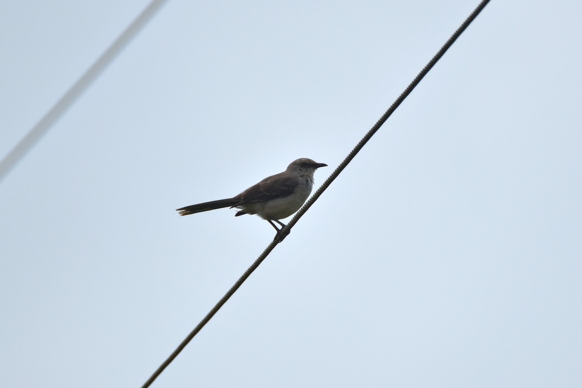 Tropical Mockingbird - Peter Kavouras