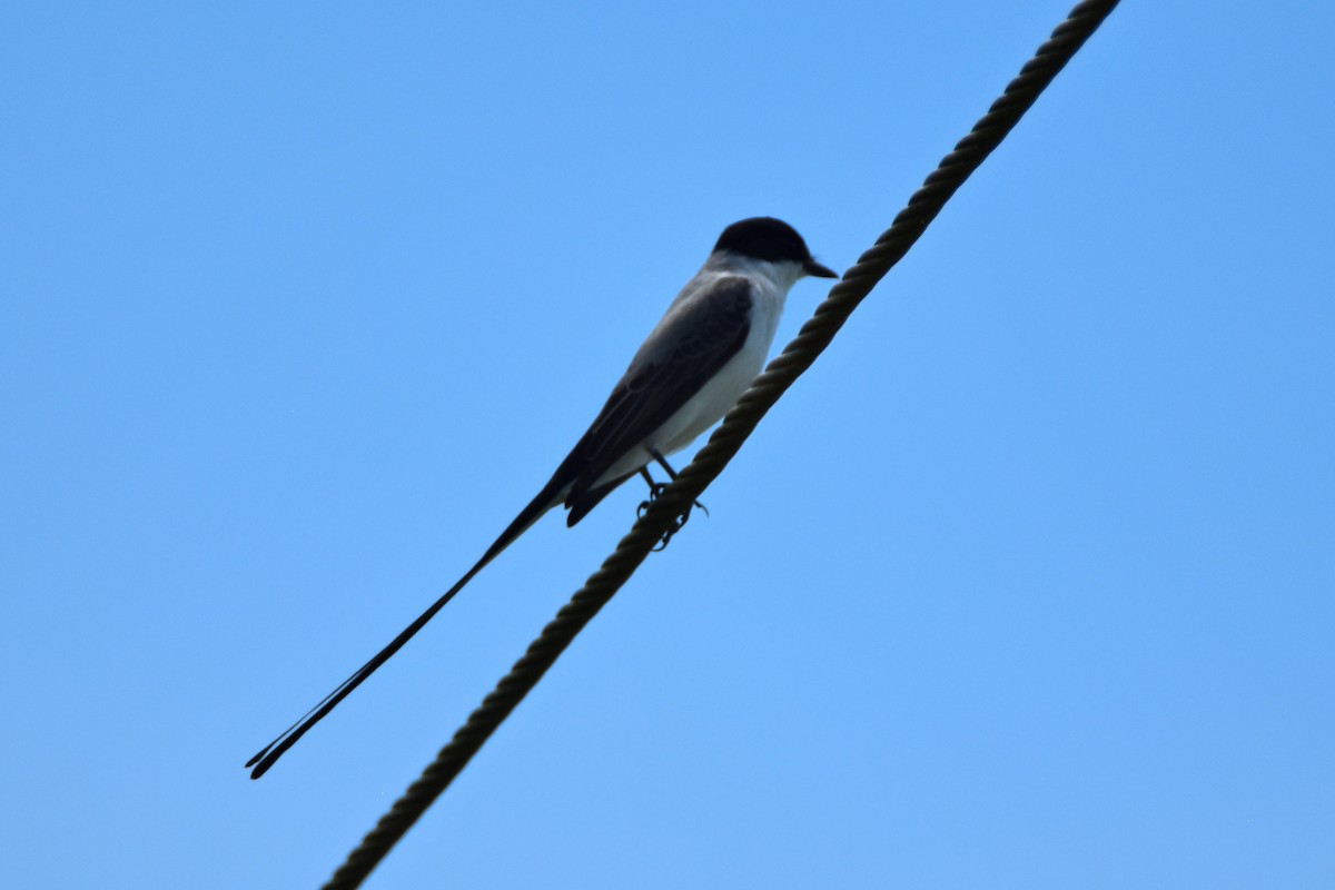 Fork-tailed Flycatcher - Peter Kavouras