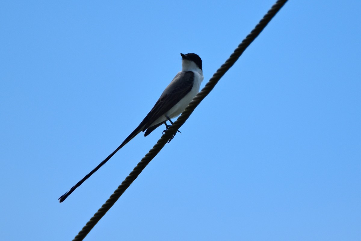 Fork-tailed Flycatcher - Peter Kavouras