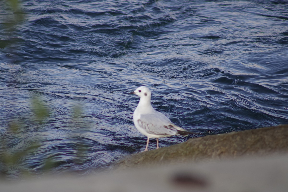 Bonaparte's Gull - ML611322246