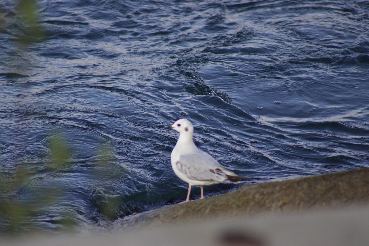 Bonaparte's Gull - ML611322247