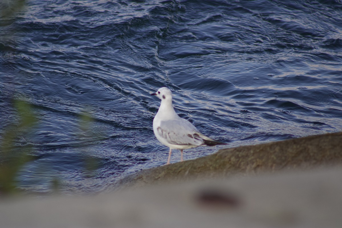 Bonaparte's Gull - ML611322248