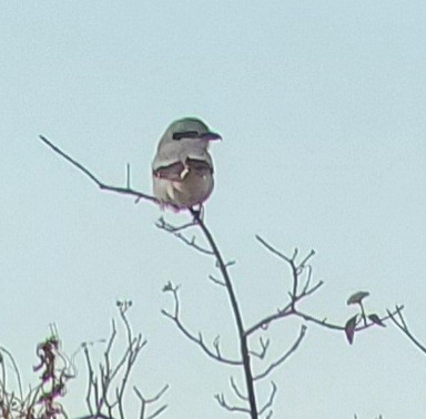 Northern Shrike - Neal Reilly