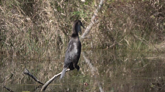 Great Cormorant - ML611322425