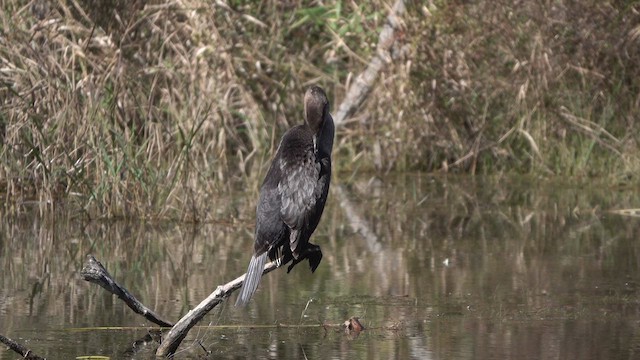 Great Cormorant - ML611322428