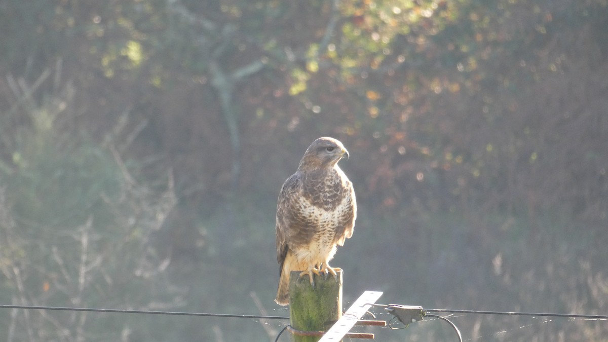 Common Buzzard - ML611322439