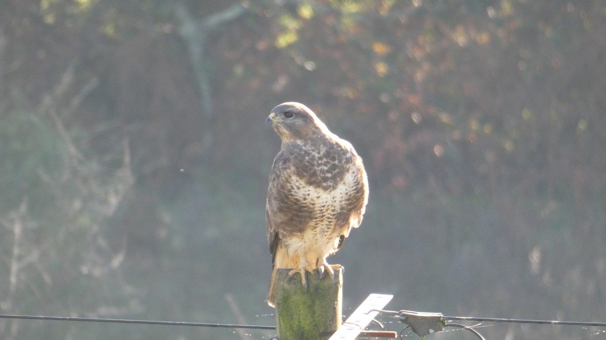 Common Buzzard - ML611322440