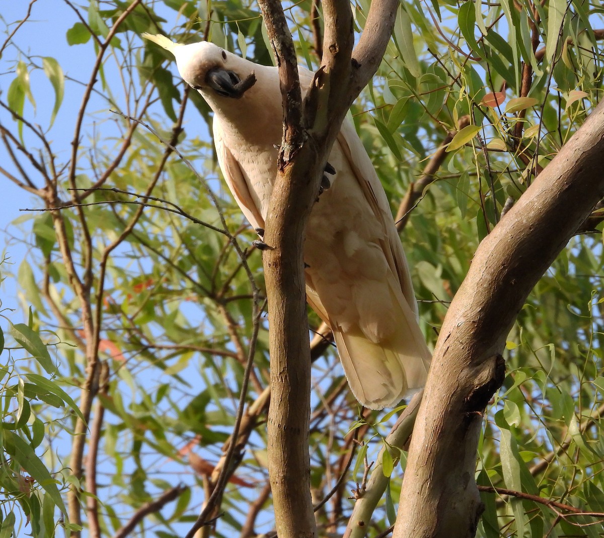 Sulphur-crested Cockatoo - Gary Graves