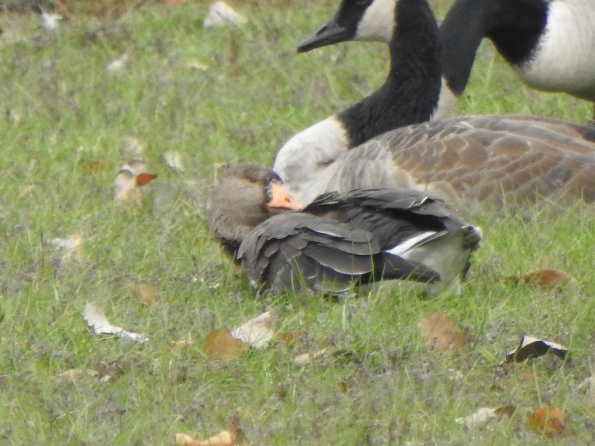Greater White-fronted Goose - ML611322501