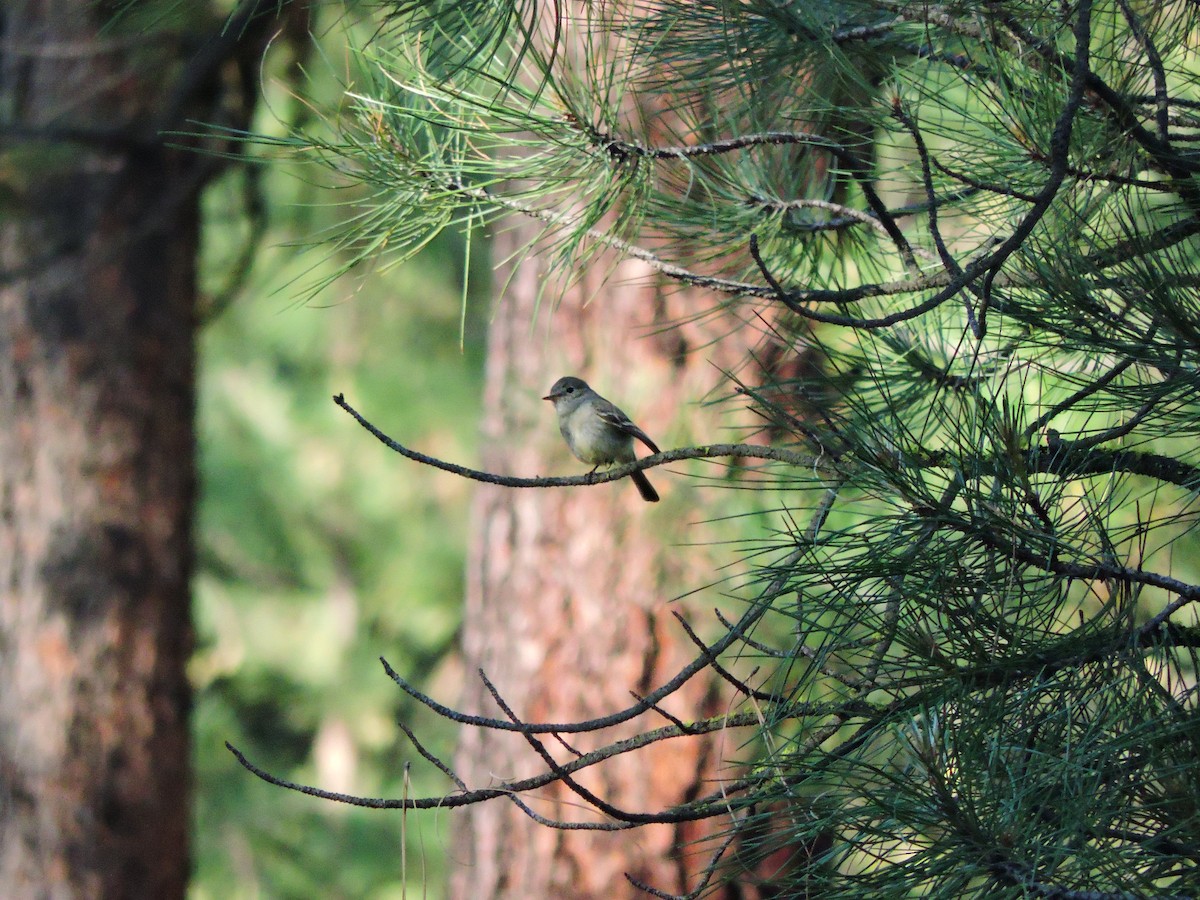 Gray Flycatcher - Lukas Evans