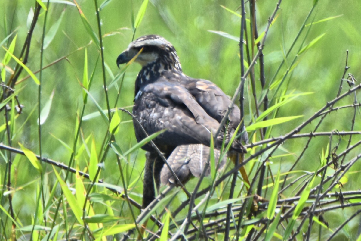 Savanna Hawk - Peter Kavouras