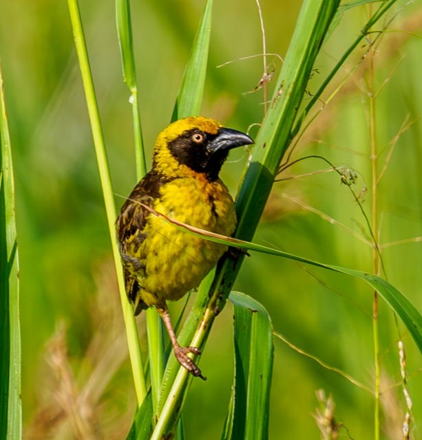 Fox's Weaver - ML611322554