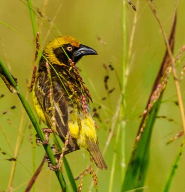 Fox's Weaver - ML611322566