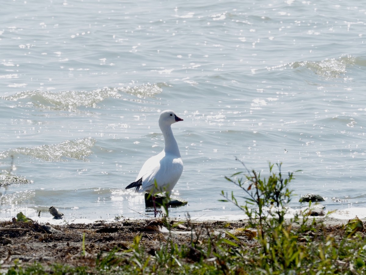 Ross's Goose - ML611322572