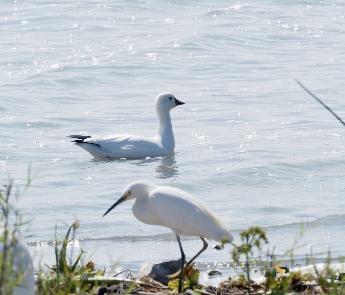 Ross's Goose - ML611322574