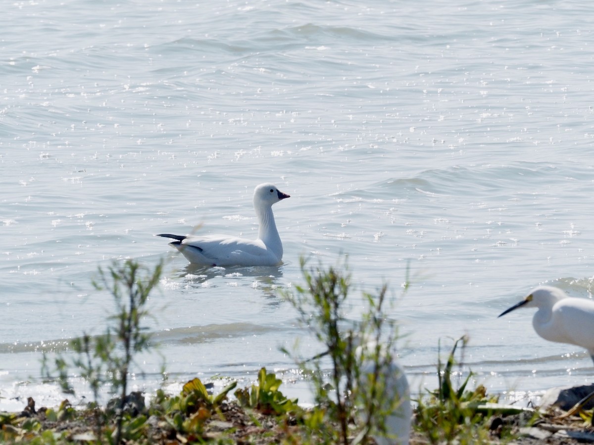 Ross's Goose - ML611322579