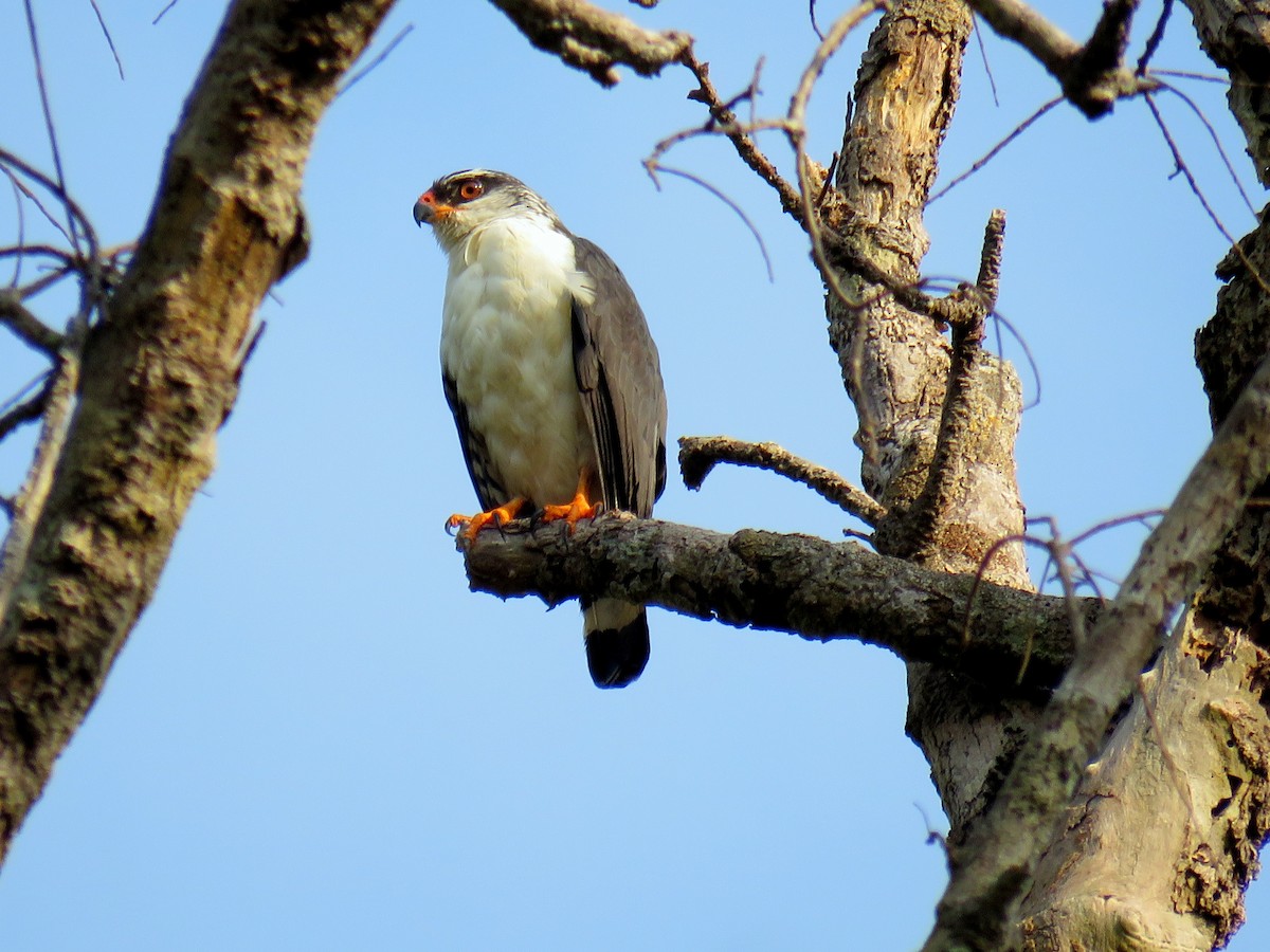 White-browed Hawk - ML611322588