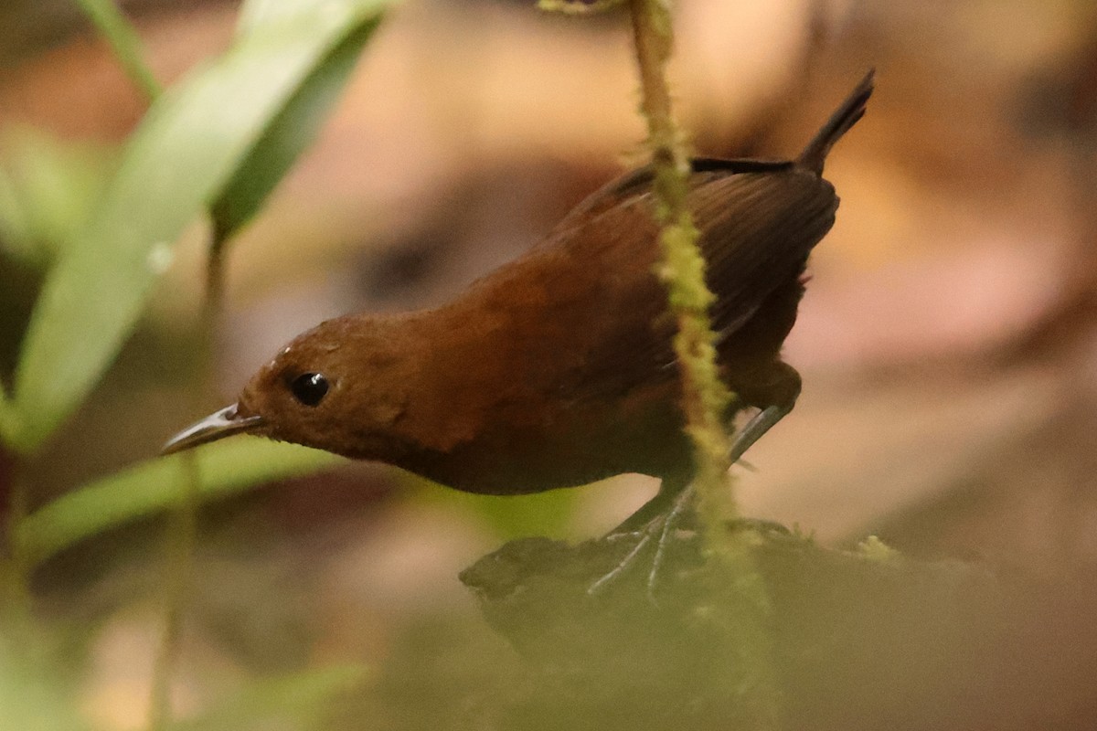 Cucarachero Flautista - ML611322602