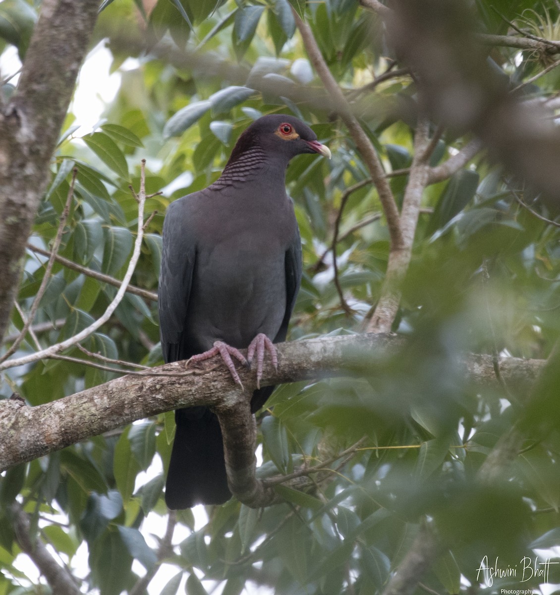 Pigeon à cou rouge - ML611322616