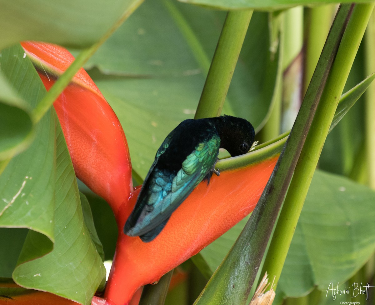 Purple-throated Carib - Ashwini Bhatt