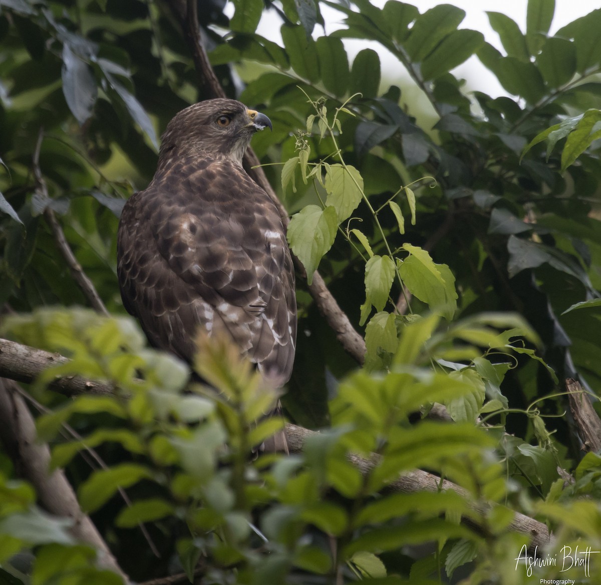 Broad-winged Hawk - Ashwini Bhatt