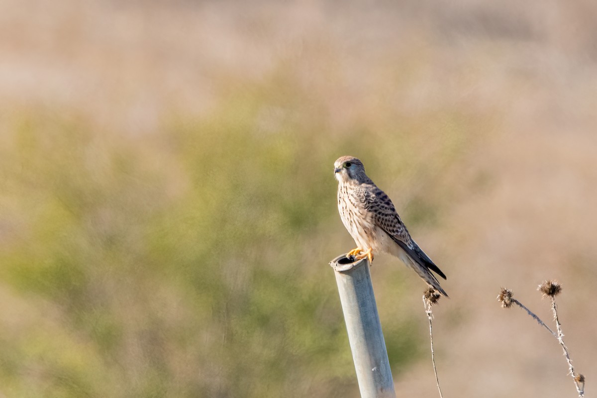 Eurasian Kestrel - ML611322676