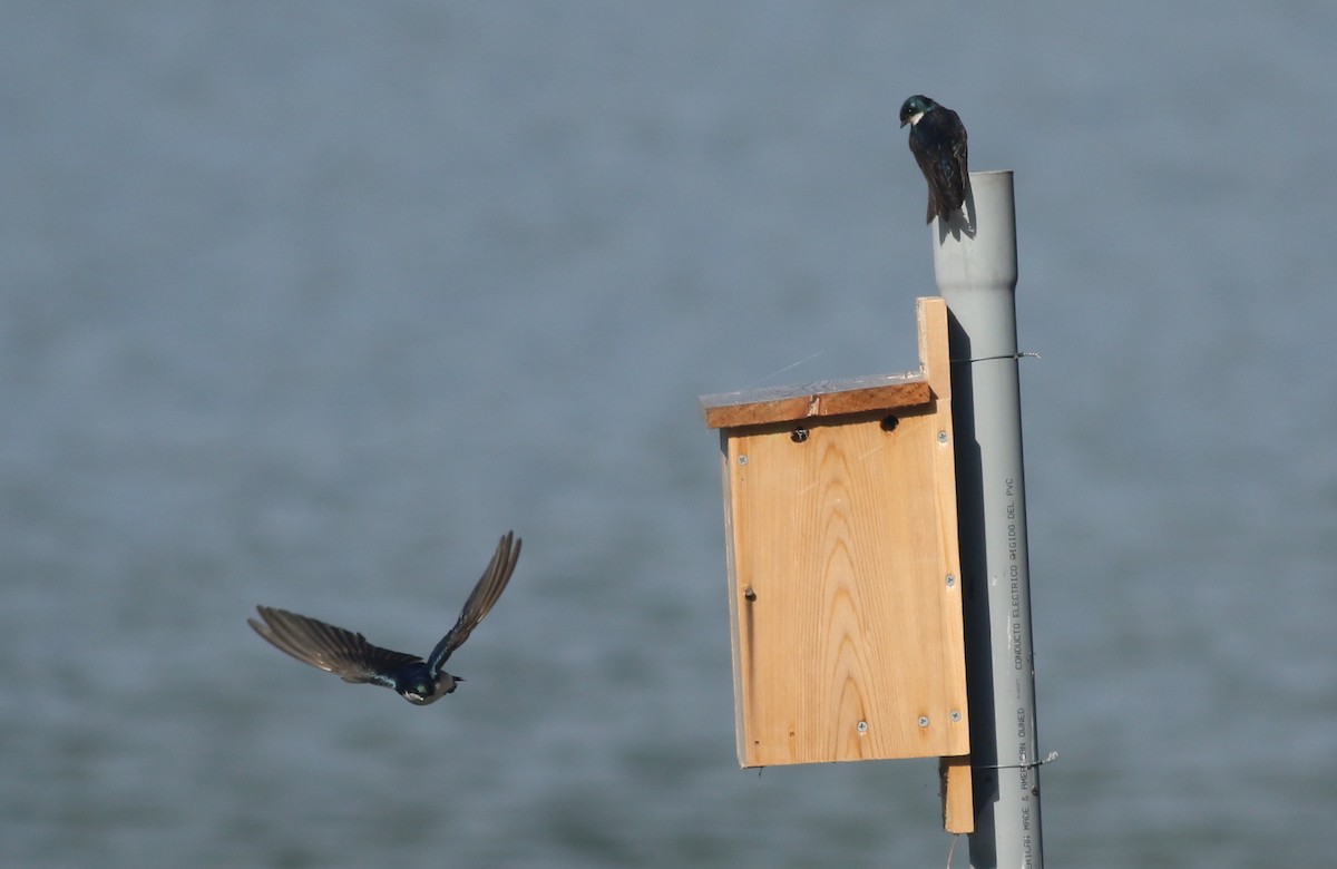 Tree Swallow - ML61132271