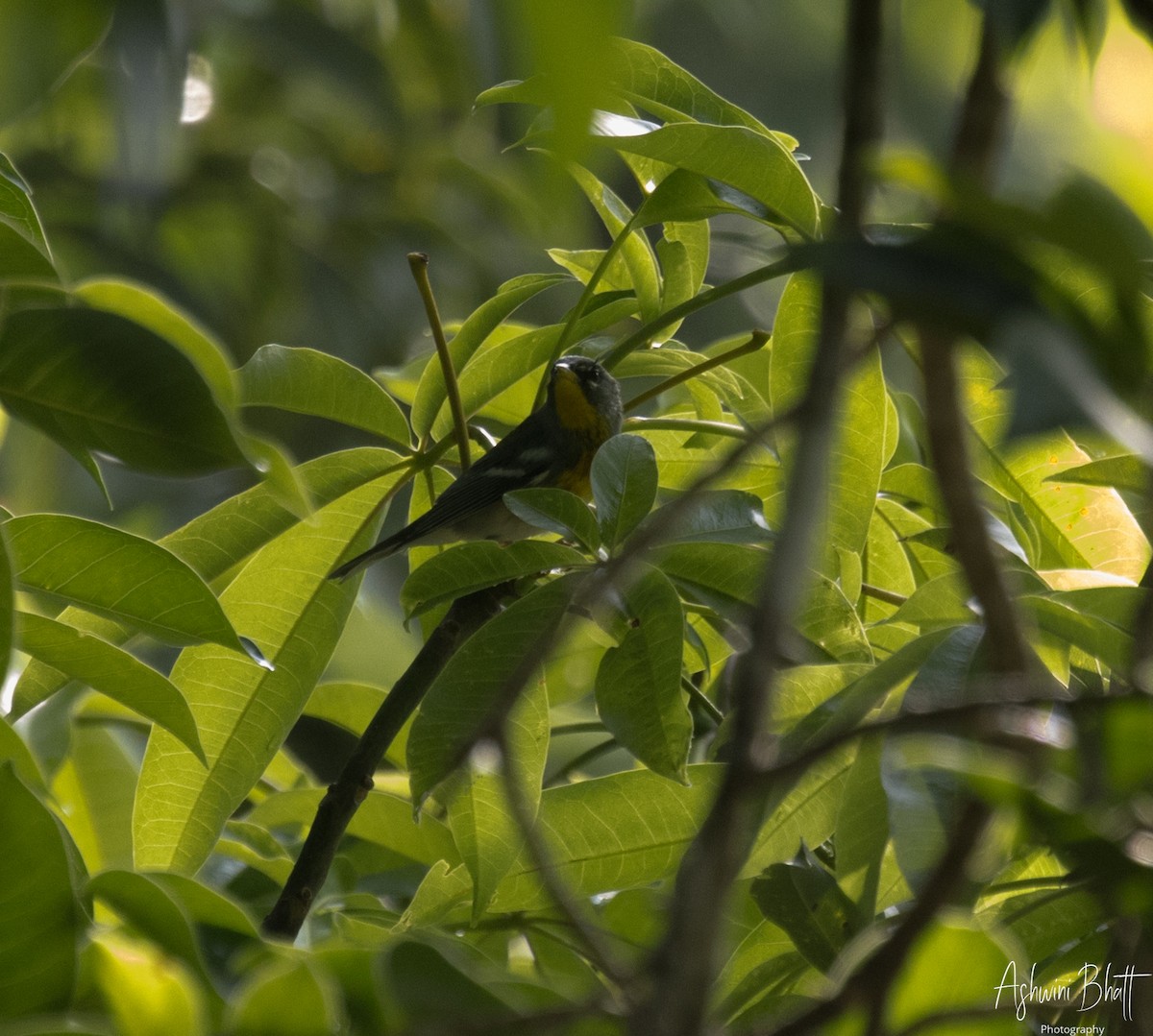 Northern Parula - Ashwini Bhatt