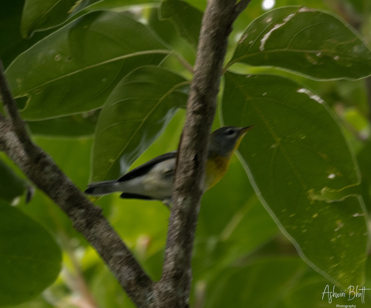 Northern Parula - Ashwini Bhatt