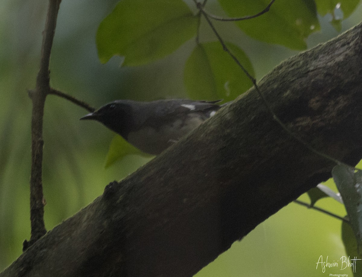 Black-throated Blue Warbler - Ashwini Bhatt