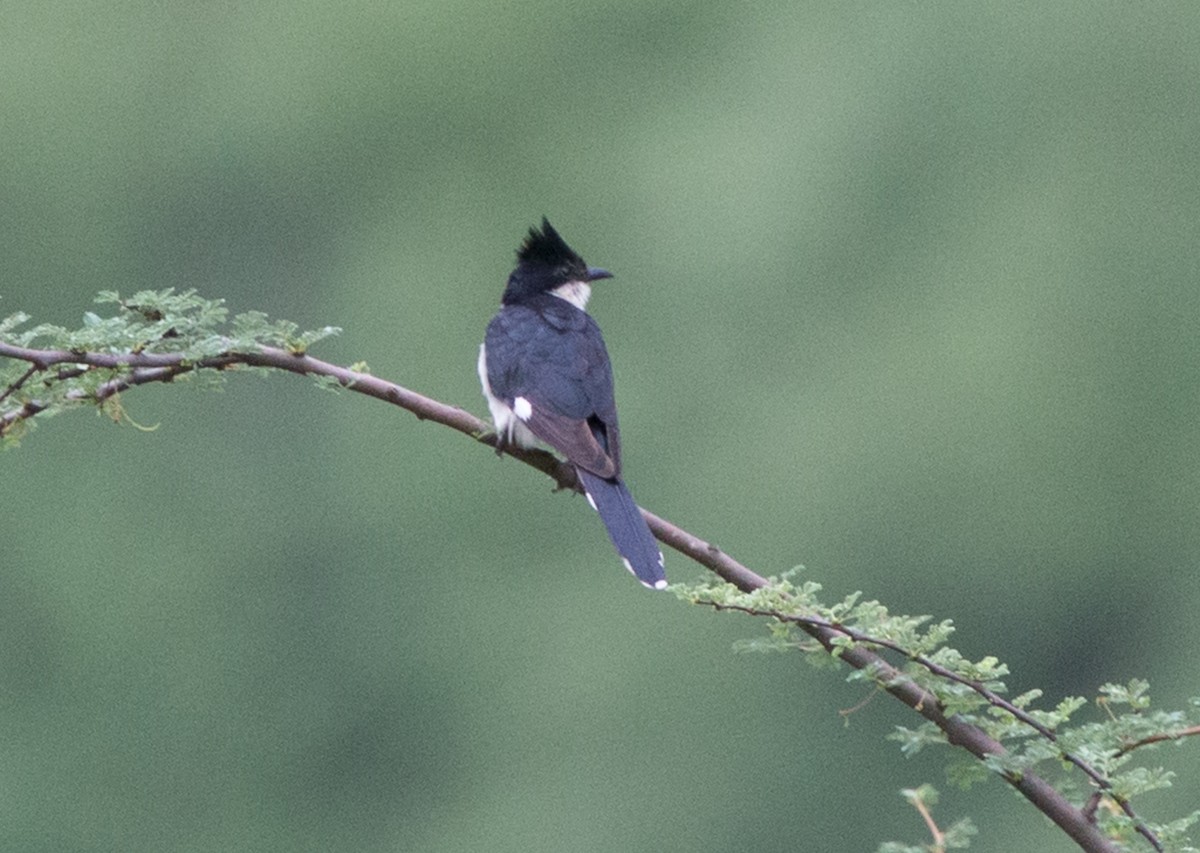 Pied Cuckoo - ML611322926