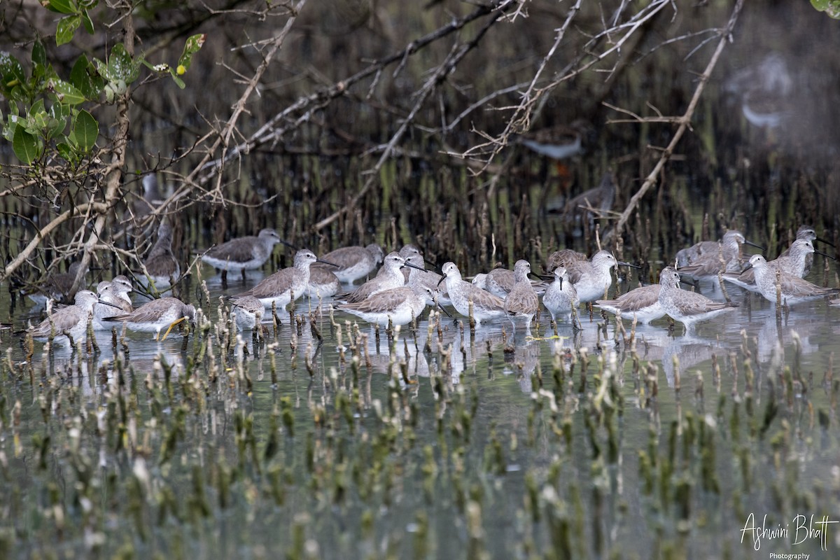 Stilt Sandpiper - ML611322932