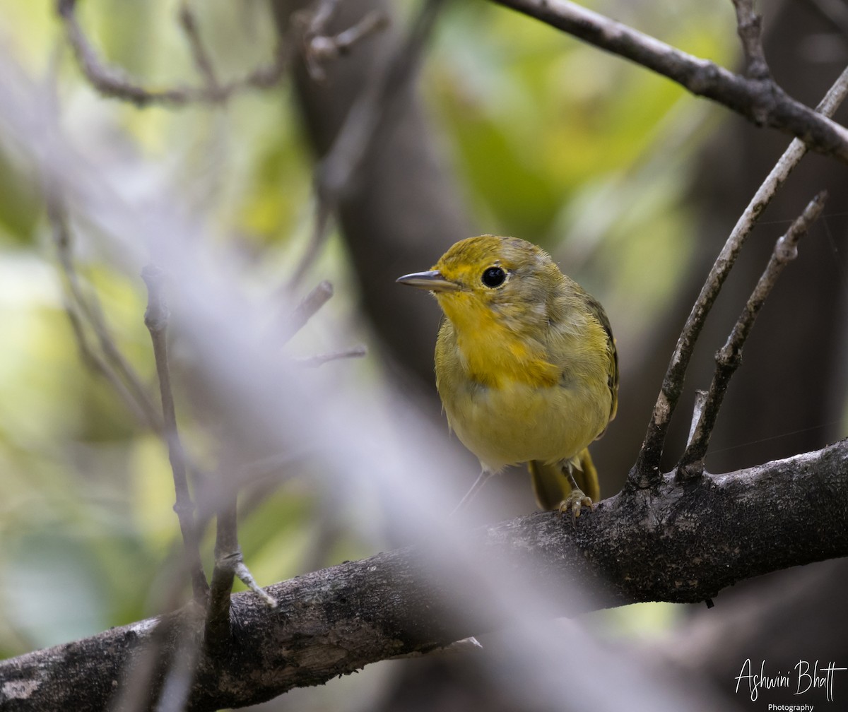 Yellow Warbler - ML611322996