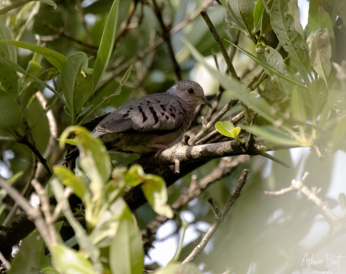 Common Ground Dove - ML611323059