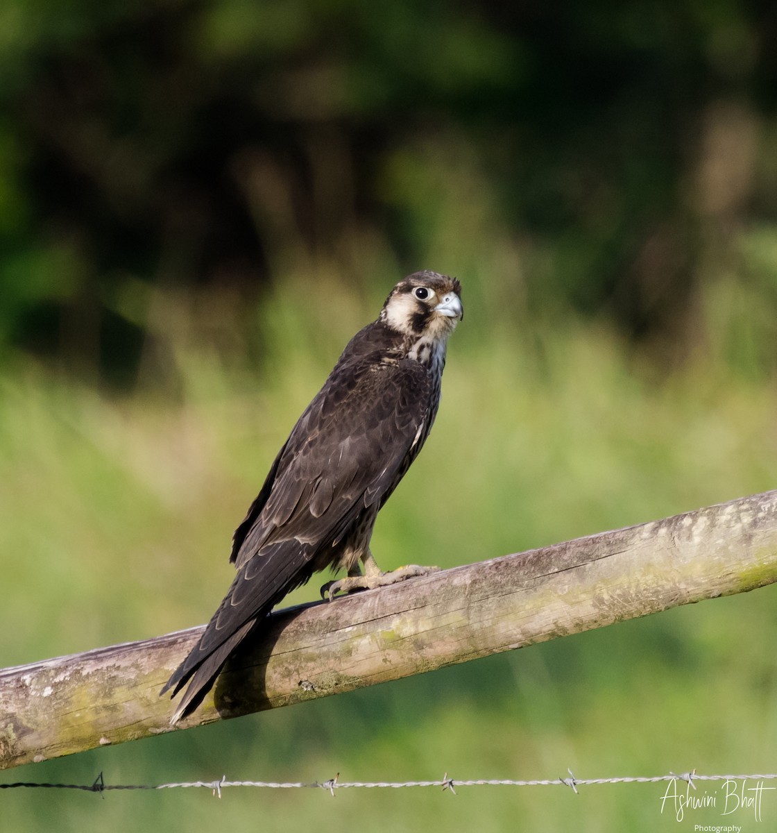 Peregrine Falcon - ML611323079