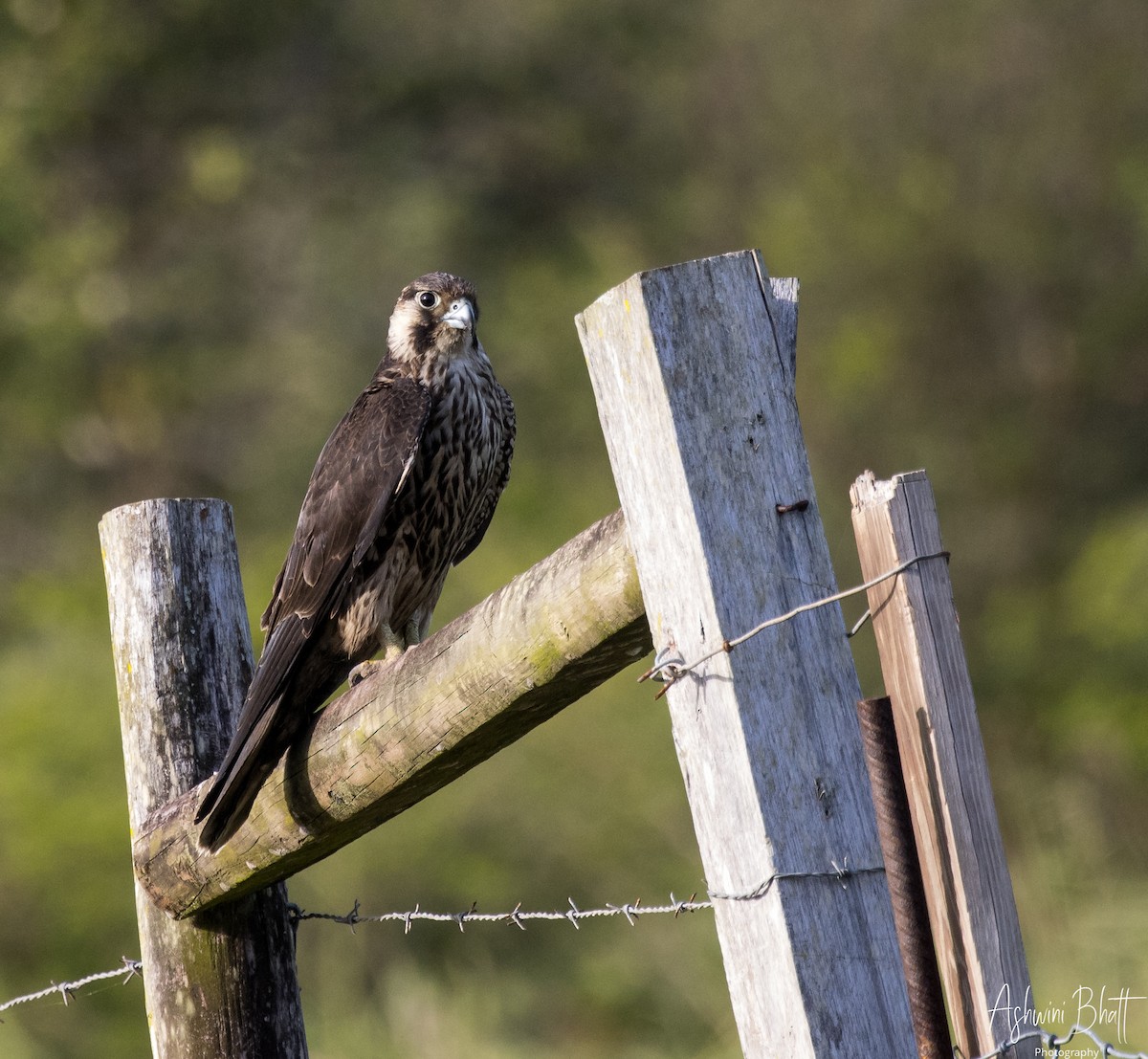 Peregrine Falcon - ML611323080